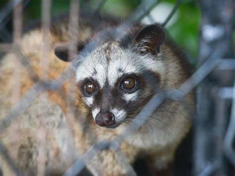 are there animals similar to racoons